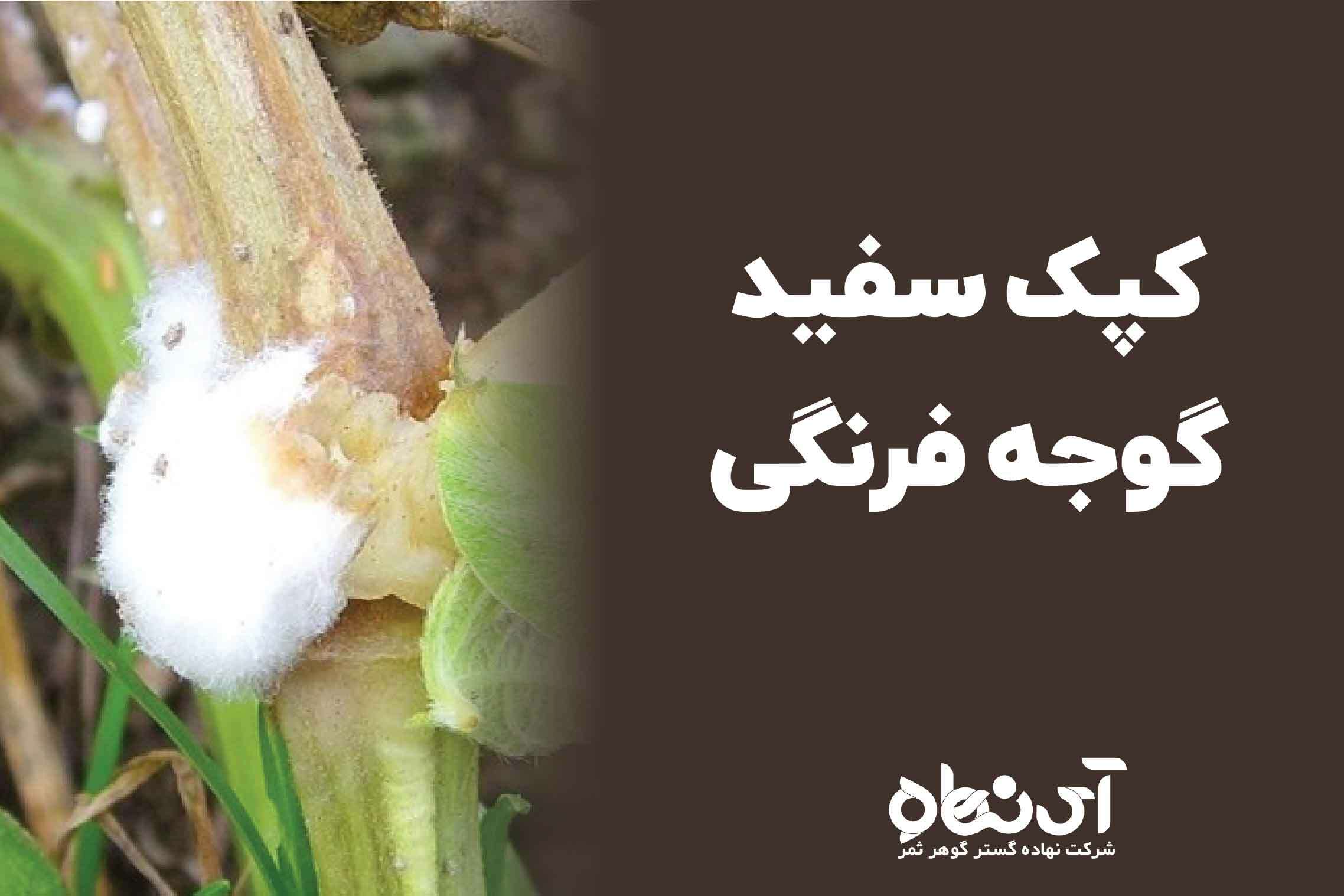 کپک سفید گوجه فرنگی